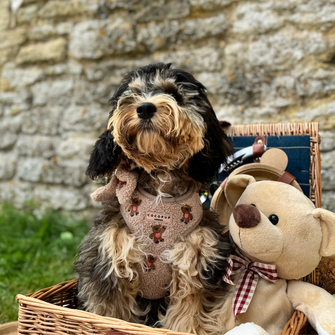 Theo Embroidered Teddy Adjustable Neck Harness, Lead & Collar Bundle