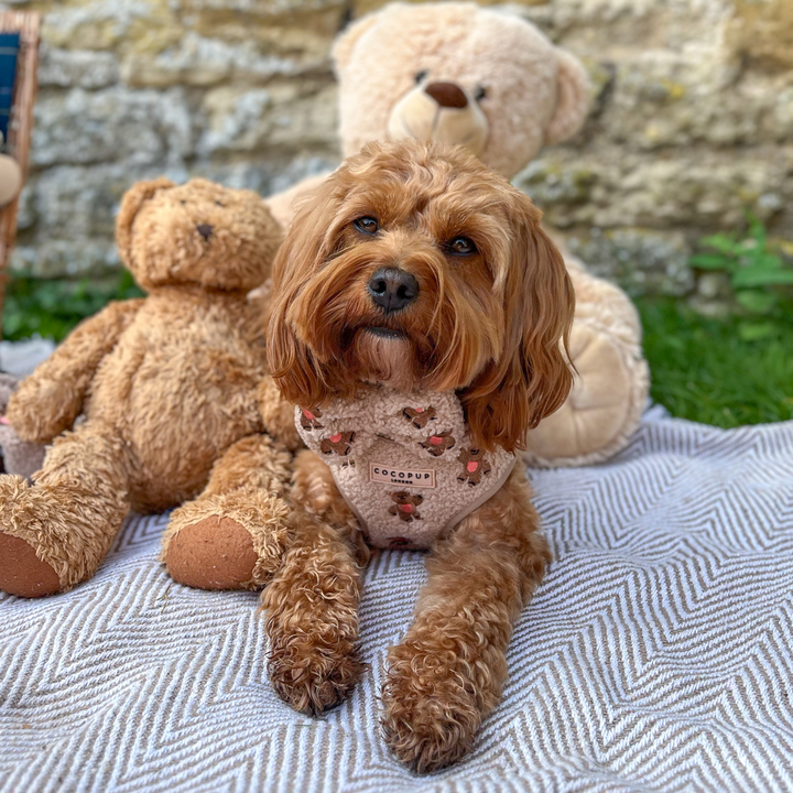 Theo Embroidered Teddy Bow Tie