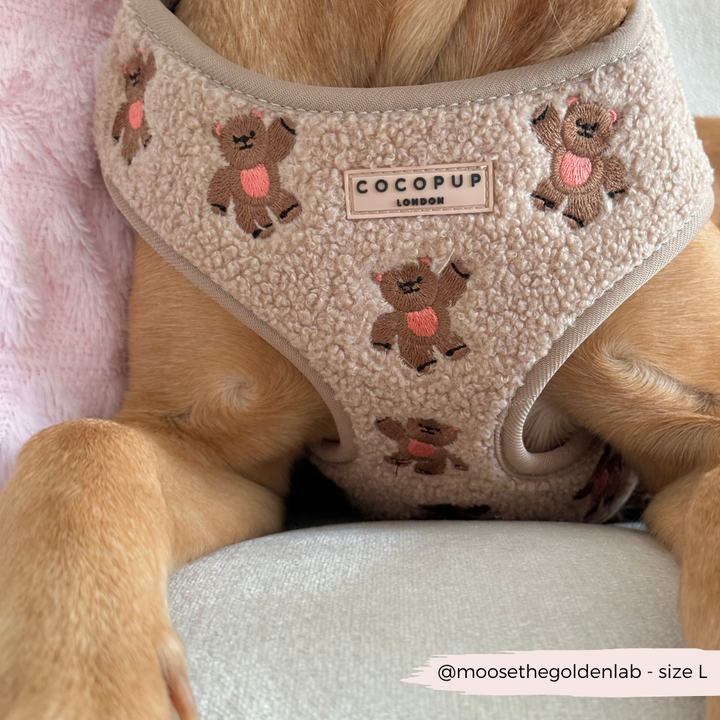 Theo Embroidered Teddy Adjustable Neck Harness, Lead & Collar Bundle