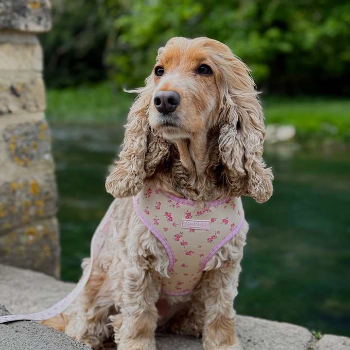 English Rose Adjustable Neck Harness, Lead & Collar Bundle