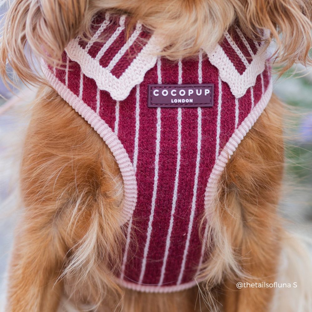 A close-up of a dog wearing a burgundy and cream striped knit harness with a central brand label reading 'COCOPUP LONDON'.