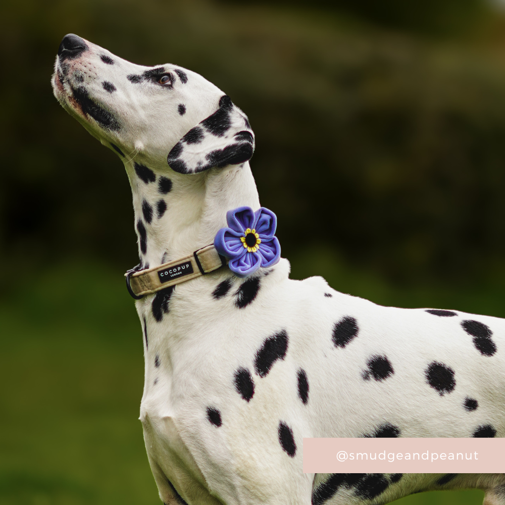 Forget Me Not Collar Flower