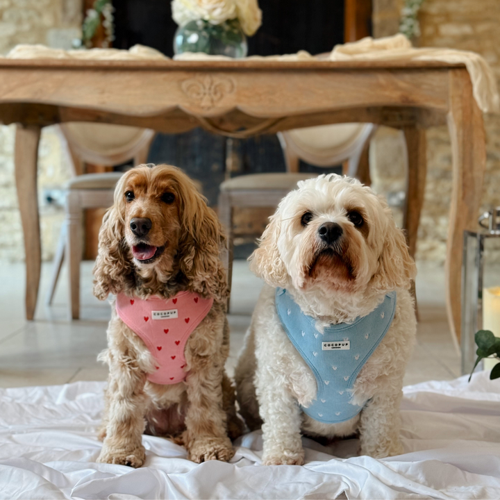 Blue Heartstrings Cord Adjustable Neck Harness, Lead & Collar Bundle