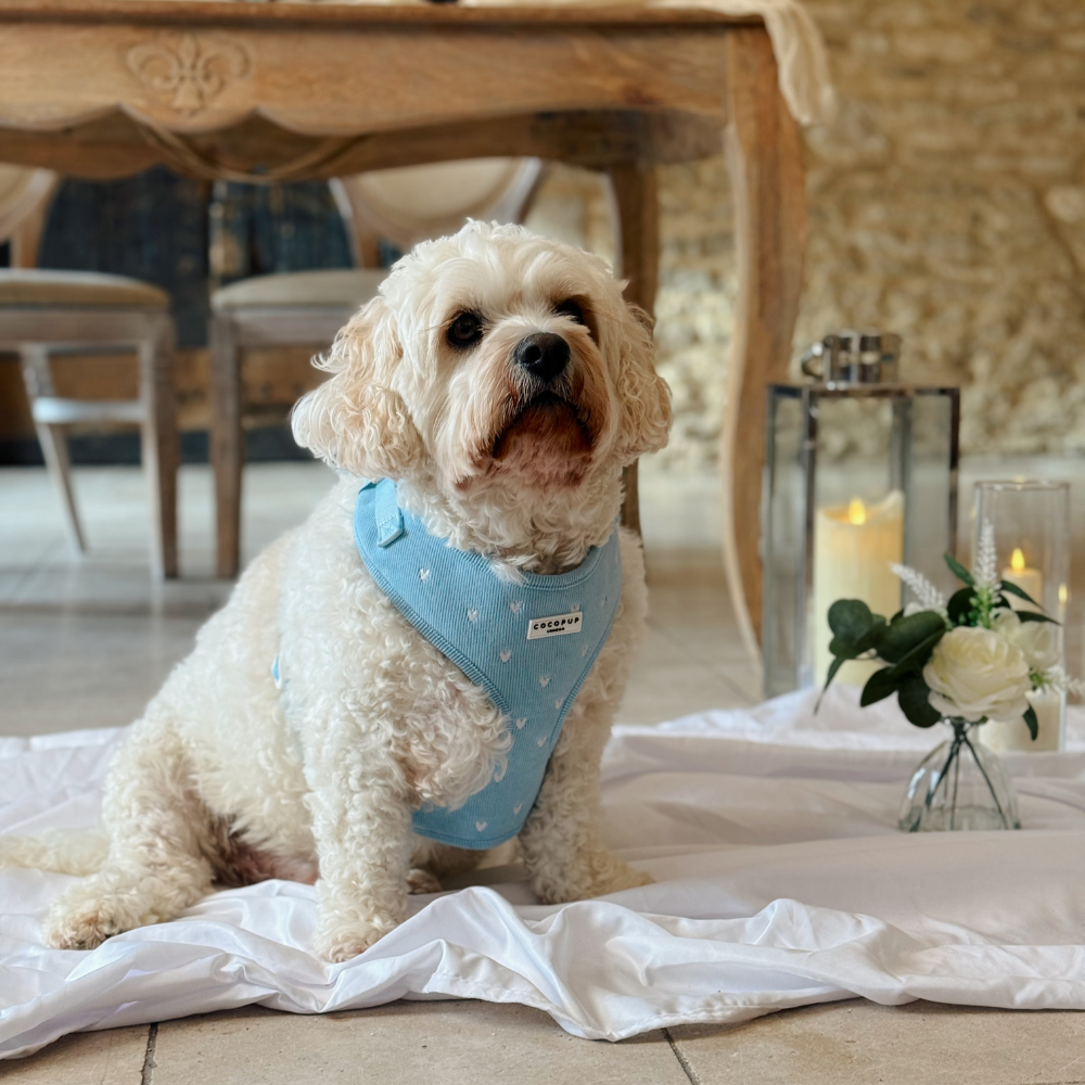 Blue Heartstrings Cord Adjustable Neck Harness, Lead & Collar Bundle