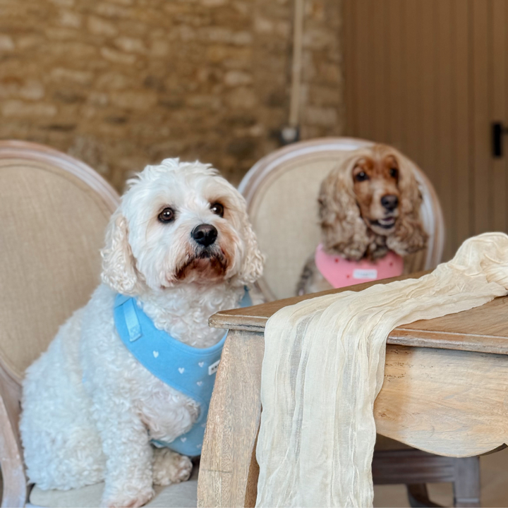 Blue Heartstrings Cord Adjustable Neck Harness, Lead & Collar Bundle