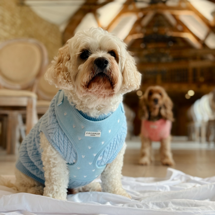 Blue Heartstrings Cord Adjustable Neck Harness, Lead & Collar Bundle