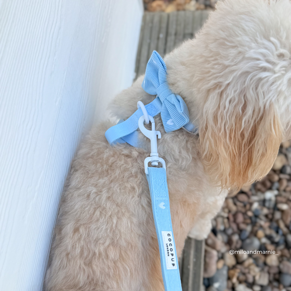 Blue Heartstrings Cord Adjustable Neck Harness, Lead & Collar Bundle