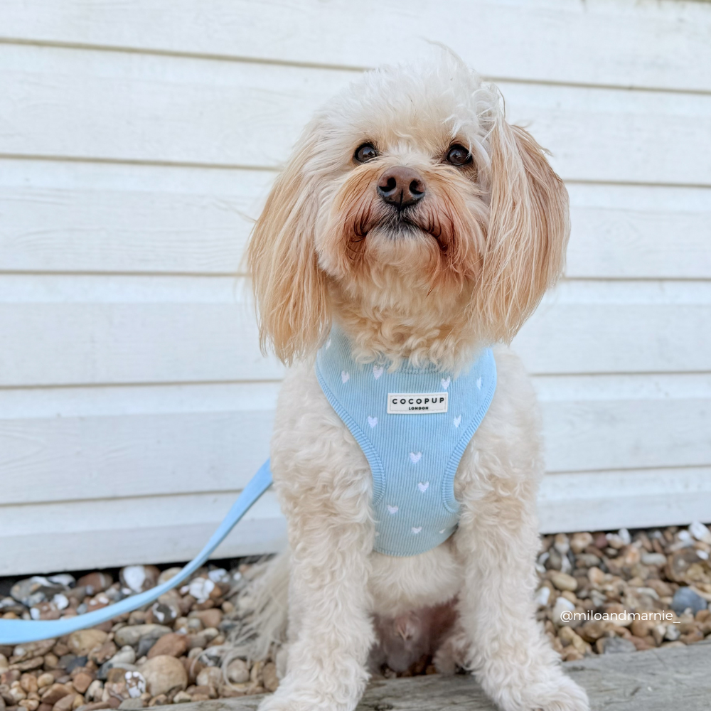 Blue Heartstrings Cord Adjustable Neck Harness, Lead & Collar Bundle