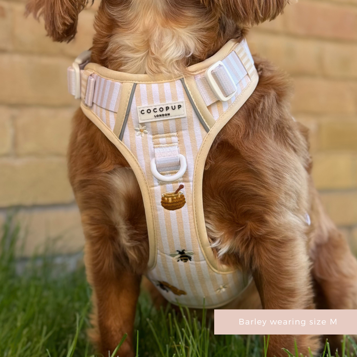 Explore Harness - Honey Meadow