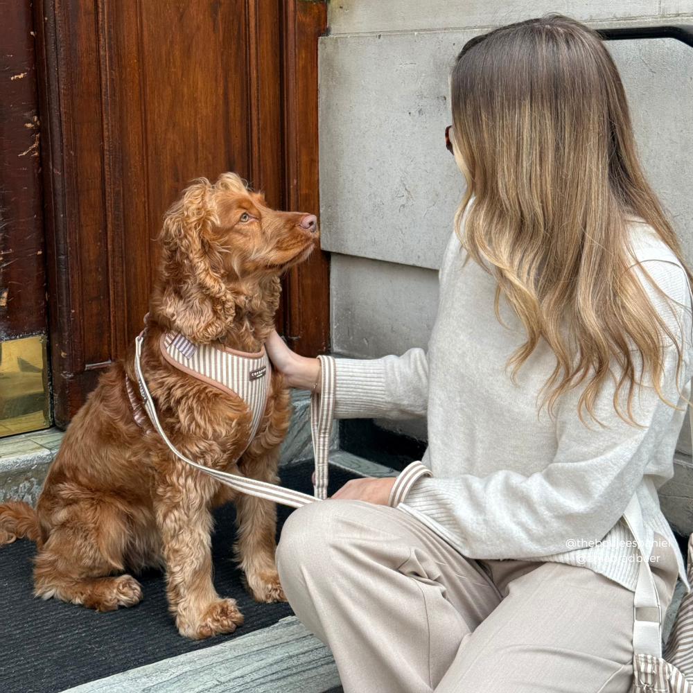London Linen Stripes Adjustable Neck Harness, Lead & Collar Bundle