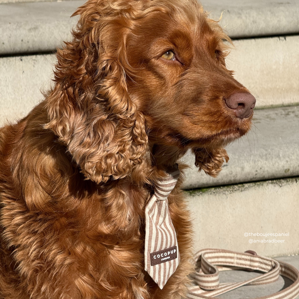 London Linen Stripes Dog Tie