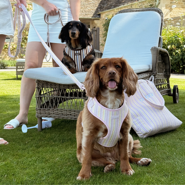 Pastel Stripes Adjustable Neck Harness, Lead & Collar Bundle