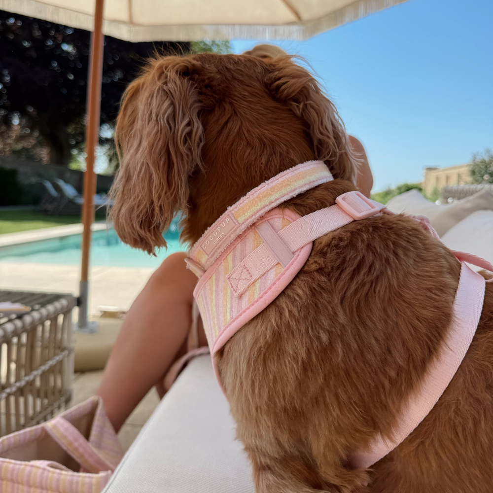 Pastel Stripes Adjustable Neck Harness, Lead & Collar Bundle