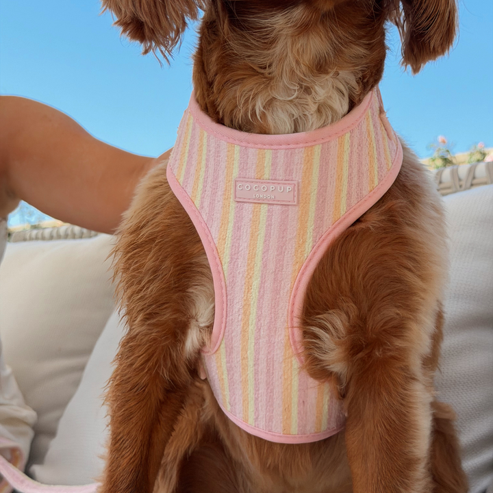 Pastel Stripes Adjustable Neck Harness, Lead & Collar Bundle