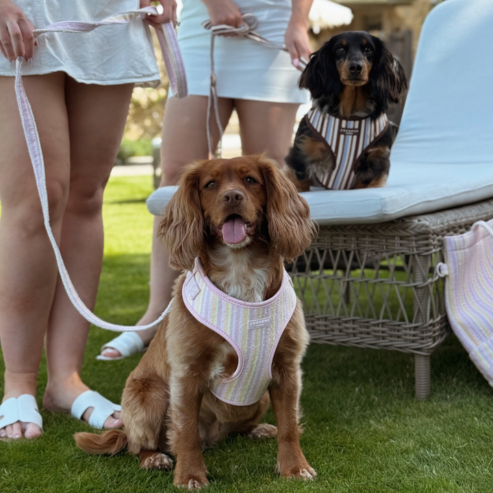 Pastel Stripes Adjustable Neck Harness, Lead & Collar Bundle