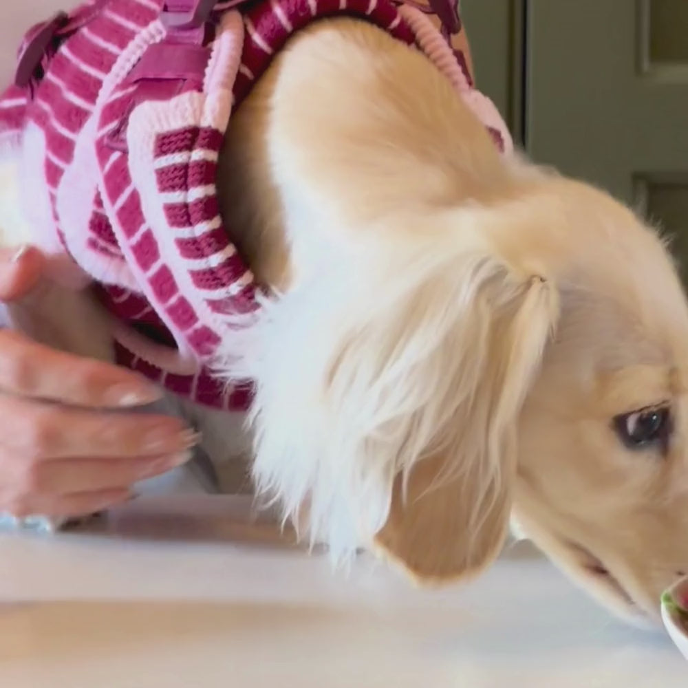 A close-up of a dog wearing a pink and burgundy striped knit harness with a visible Cocopup London brand label.