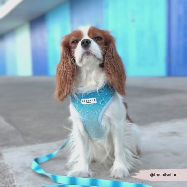 Seaside Shimmer Lead