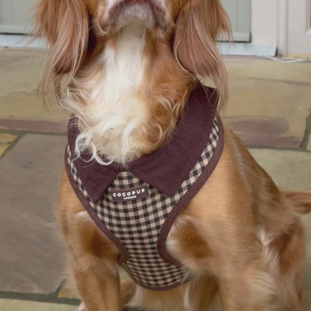 Cotswold Check Adjustable Neck Harness, Lead & Collar Bundle
