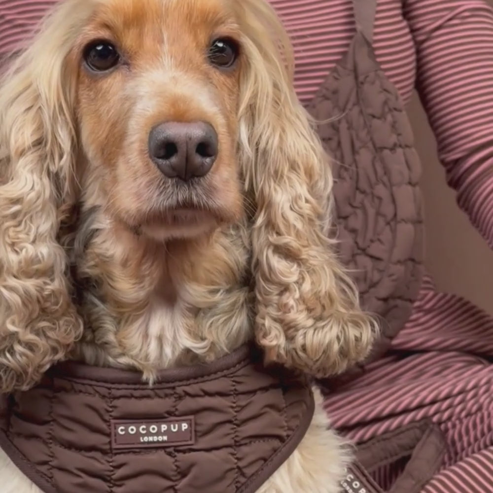 Espresso Quilted Adjustable Neck Harness, Lead & Collar Bundle