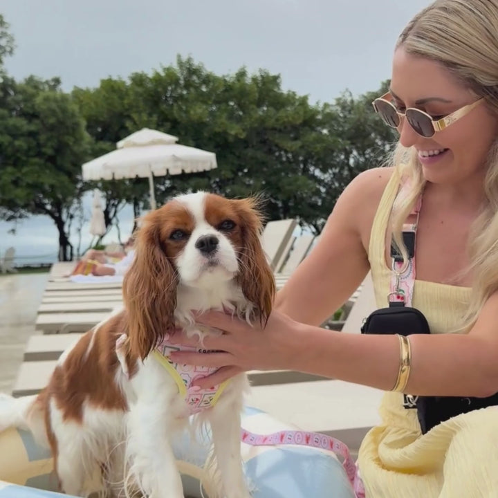 Dolce Vita Adjustable Neck Harness, Lead & Collar Bundle