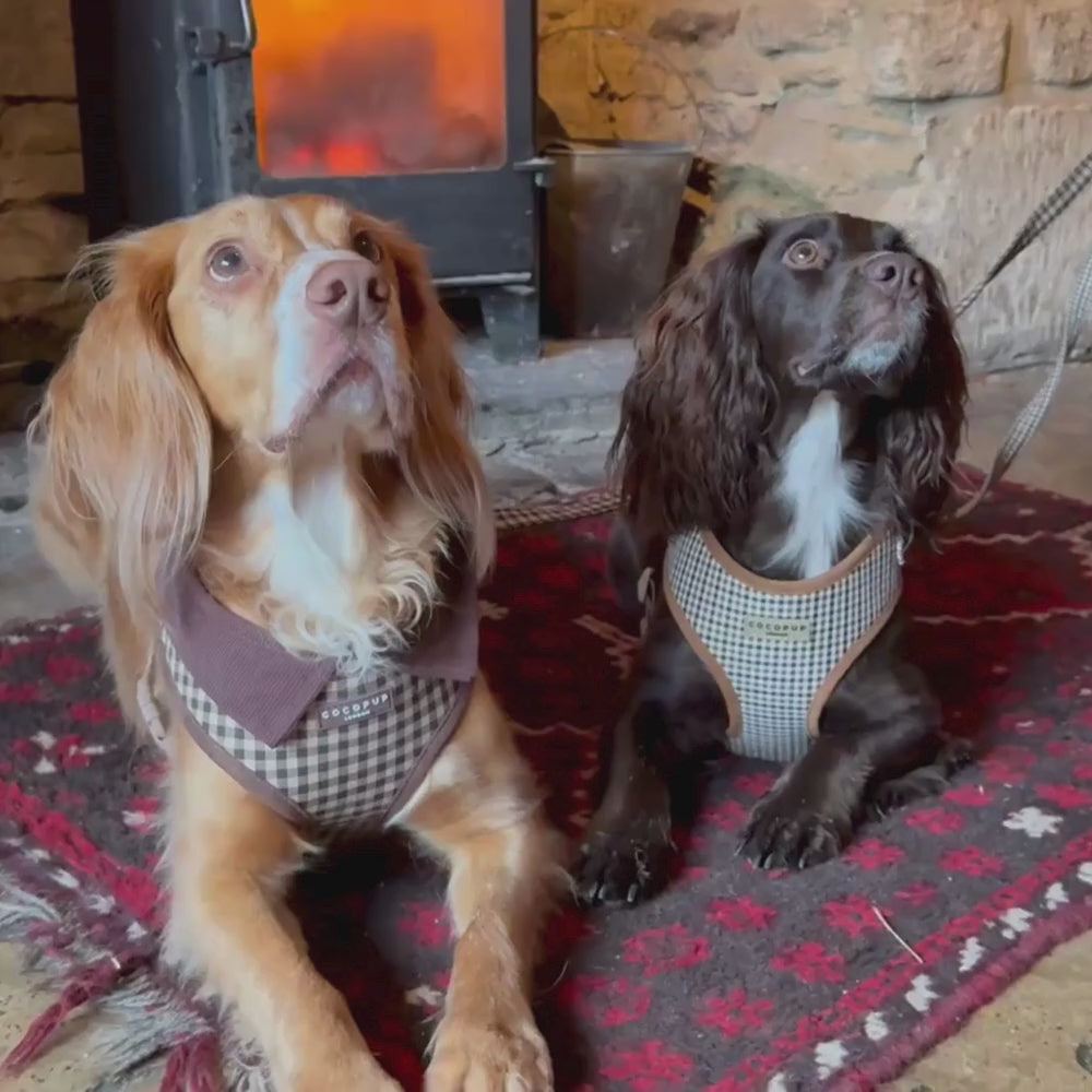 Cotswold Check Adjustable Neck Harness, Lead & Collar Bundle