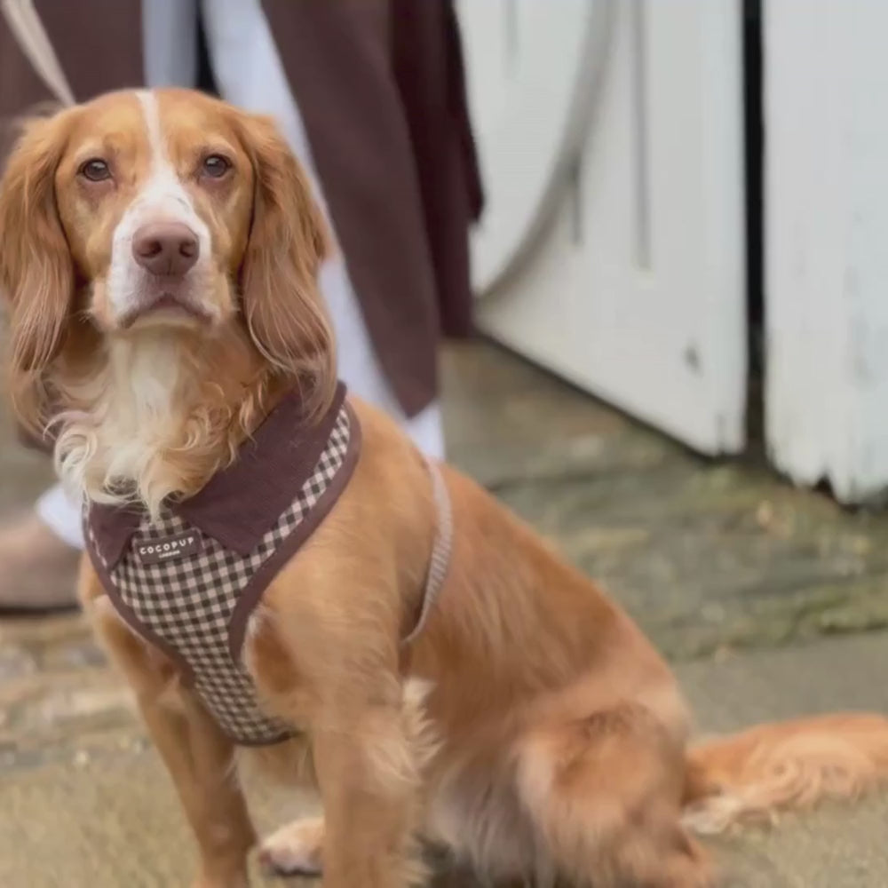 Cotswold Check Adjustable Neck Harness, Lead & Collar Bundle