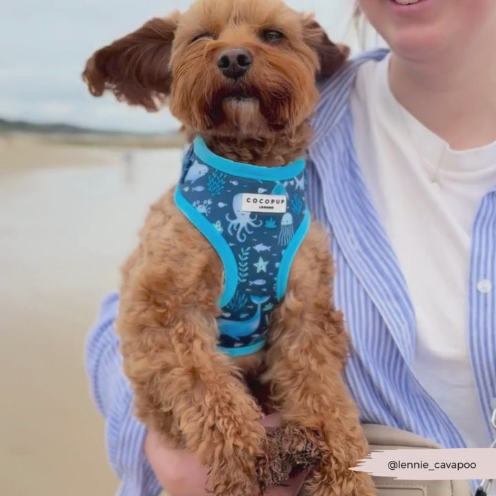 Sea Life Pawty Adjustable Neck Harness, Lead & Collar Bundle