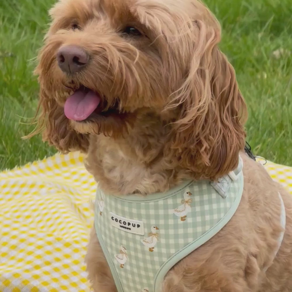 Silly Goose Adjustable Neck Harness, Lead & Collar Bundle