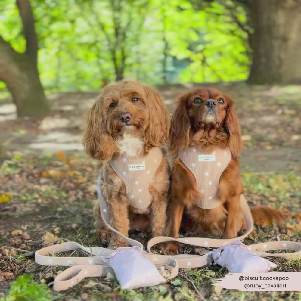 Chai Hearts Adjustable Neck Harness, Lead & Collar Bundle