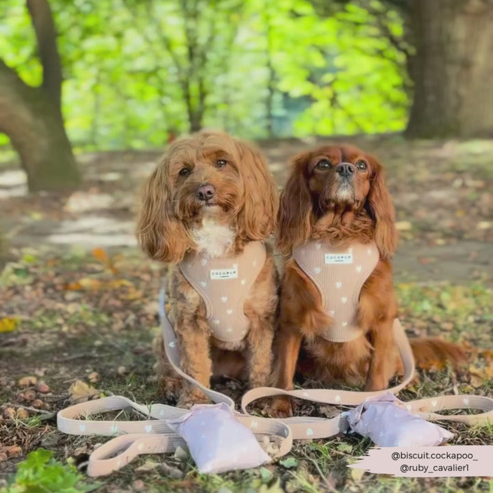 Chai Hearts Adjustable Neck Harness, Lead & Collar Bundle