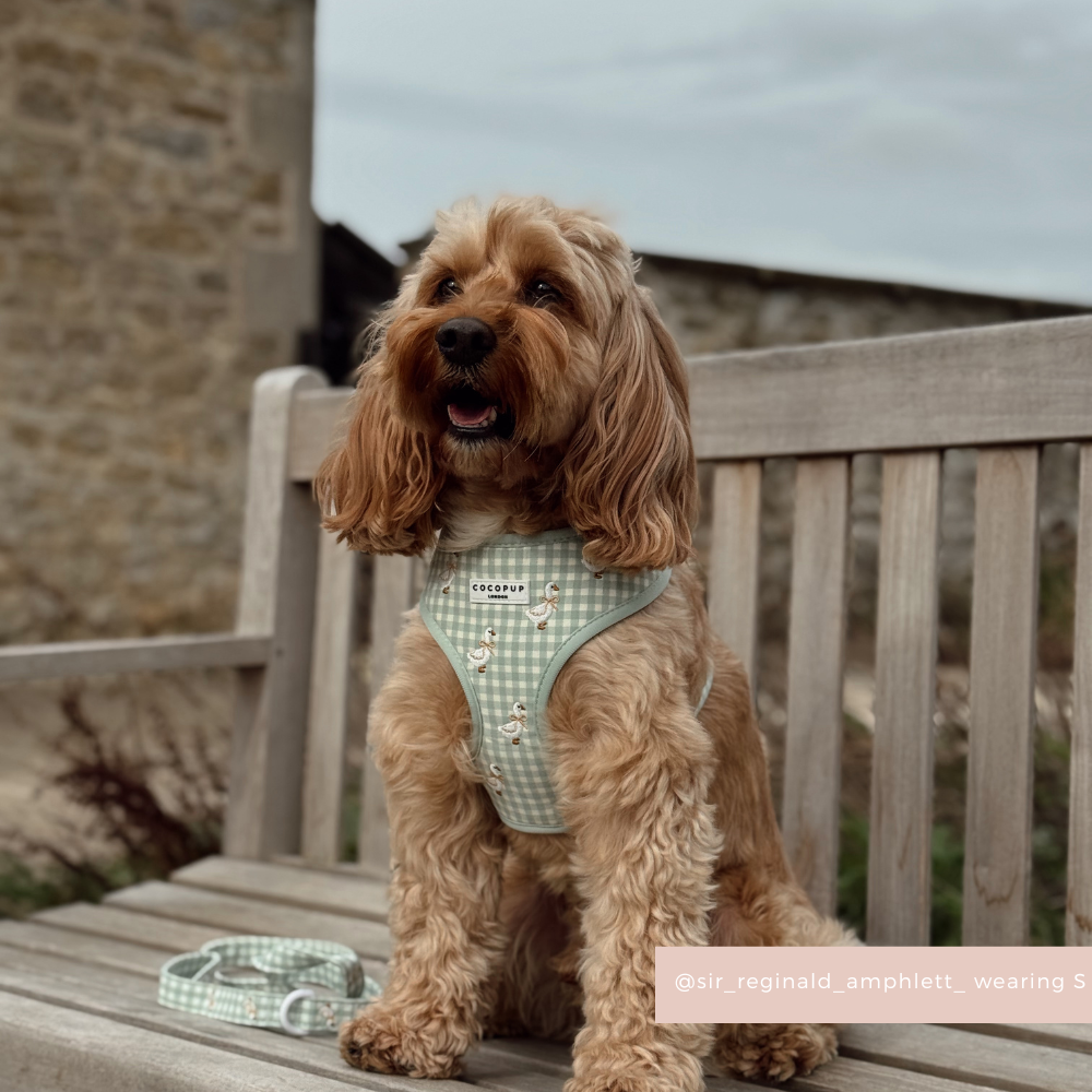 Silly Goose Adjustable Neck Harness, Lead & Collar Bundle