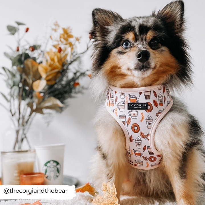 Autumn Puppuccino Adjustable Neck Harness