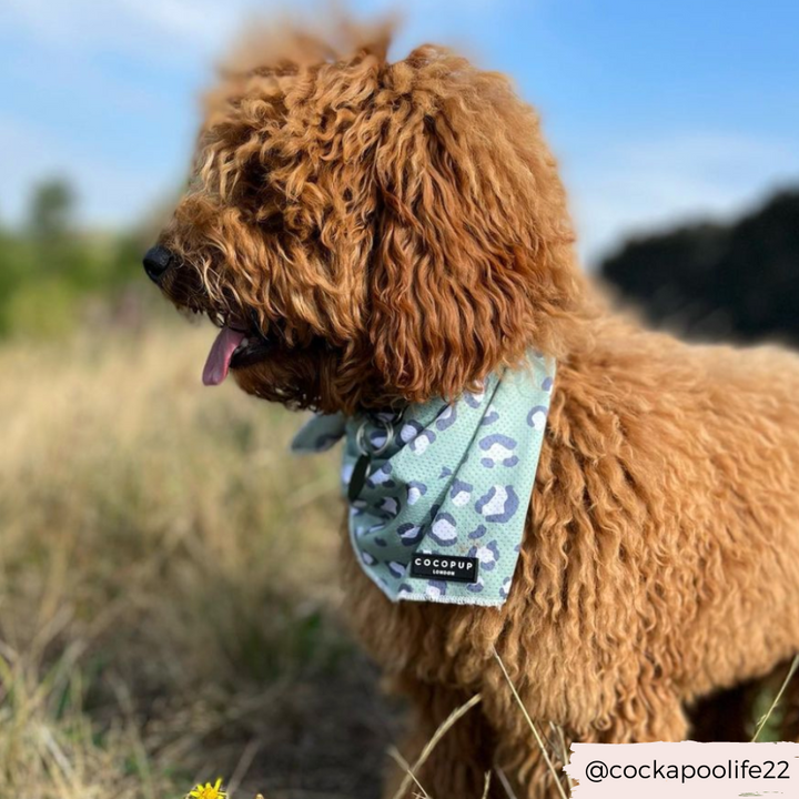 Sage Leopard Bandana