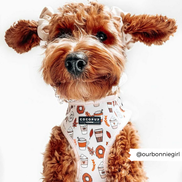 Autumn Puppuccino Adjustable Neck Harness